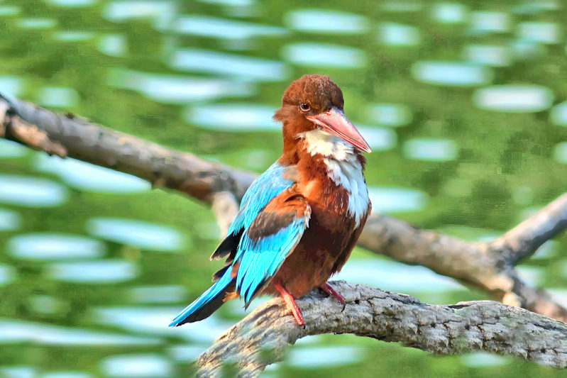 White-breasted Kingfisher