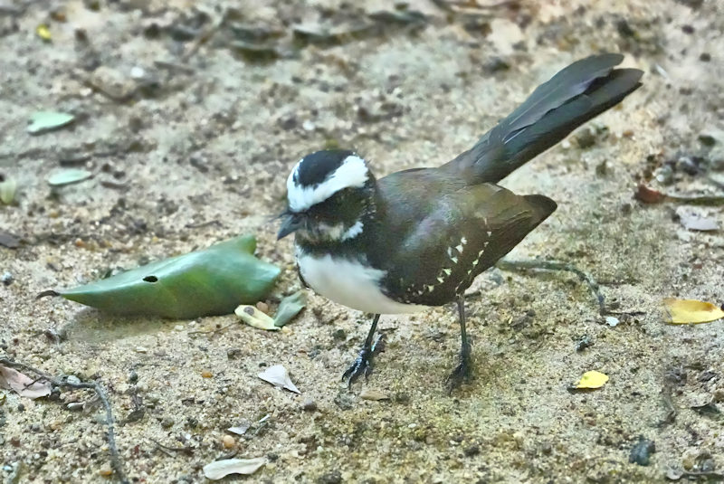 White-browed Fantail