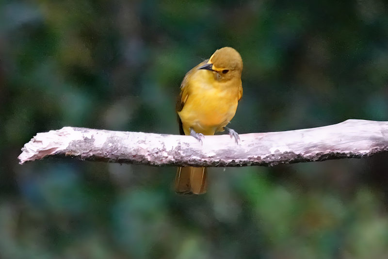 Yellow-browed Bulbul