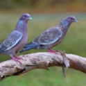 Picazuro Pigeon_Patagioenas picazuro_4247