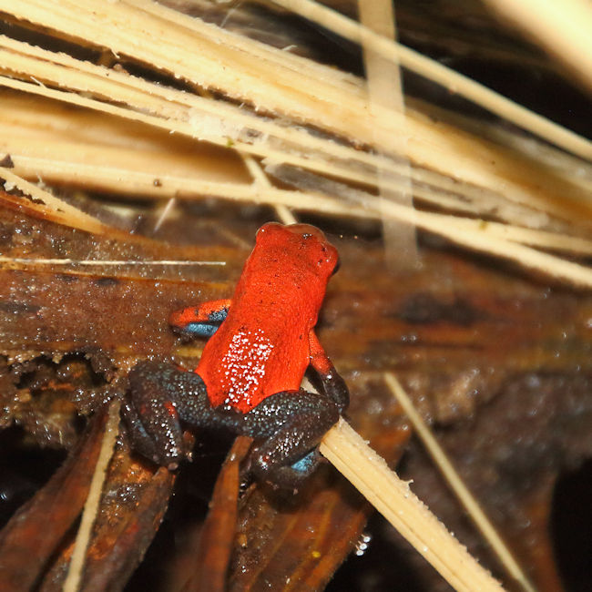 Blue-jeans Poison Dart Frog, at Arenal, Costa Rica