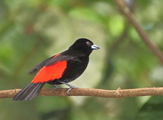 Passerini's Tanager at Arenal