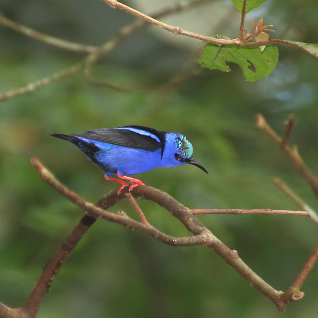 Red-legged Honeycreeper at Arenal
