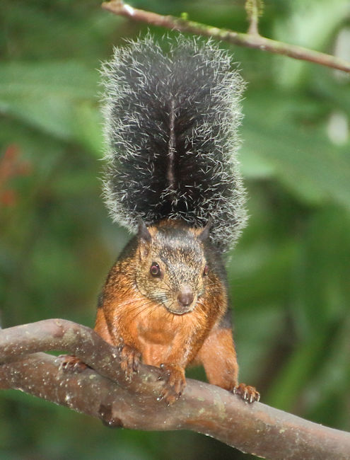Variegated Squirrel, at Arenal, Costa Rica
