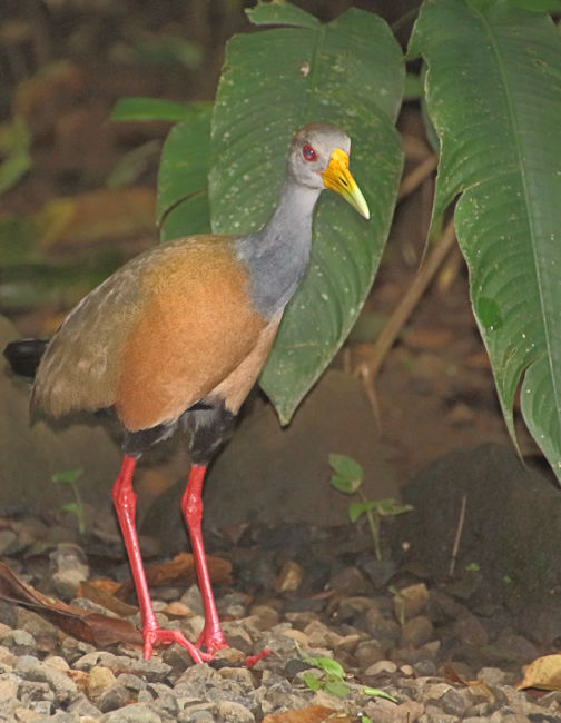 Grey-necked Woodrail at Arenal
