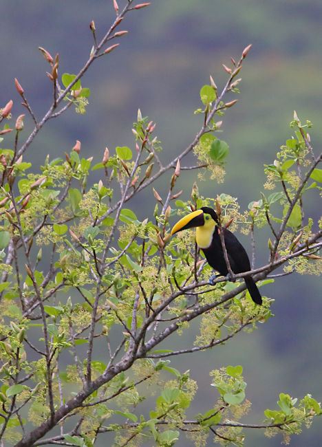 Yellow-throatedToucan, Arenal