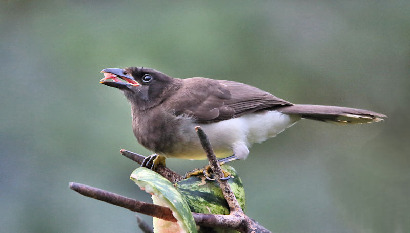 Brown Jay, Arenal