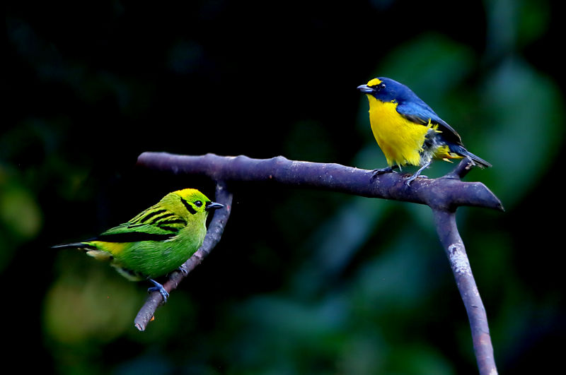 Emerald Tanager and Yellow-throated Euphonia at Arenal