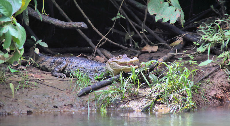 Spectacled Caiman, Cano Negro, Costa Rica