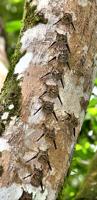 Long-nosed Bats, Cano Negro, Costa Rica