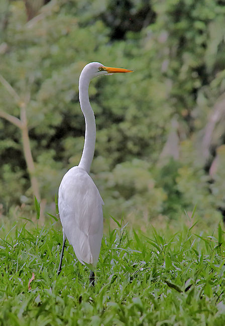Great Egret at Cano Negro