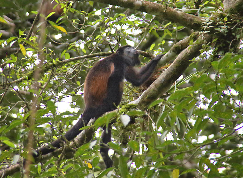 Howler Monkey, Cano Negro, Costa Rica