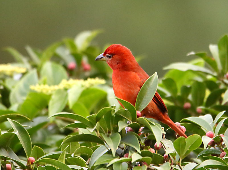 Summer Tanager at Arenal