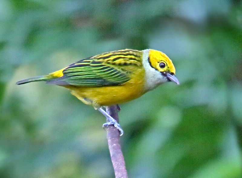 Silver-throated Tanager at Arenal