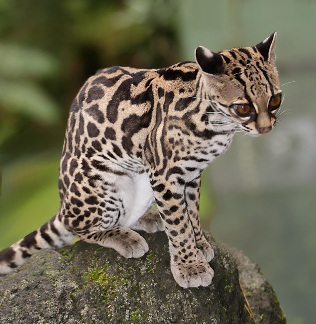 Margay, Arenal, Costa Rica