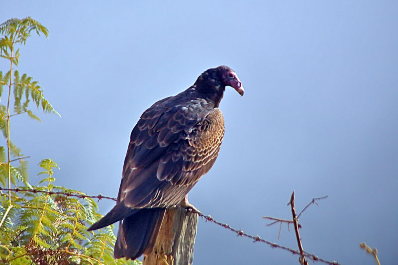 Turkey Vulture at Arenal