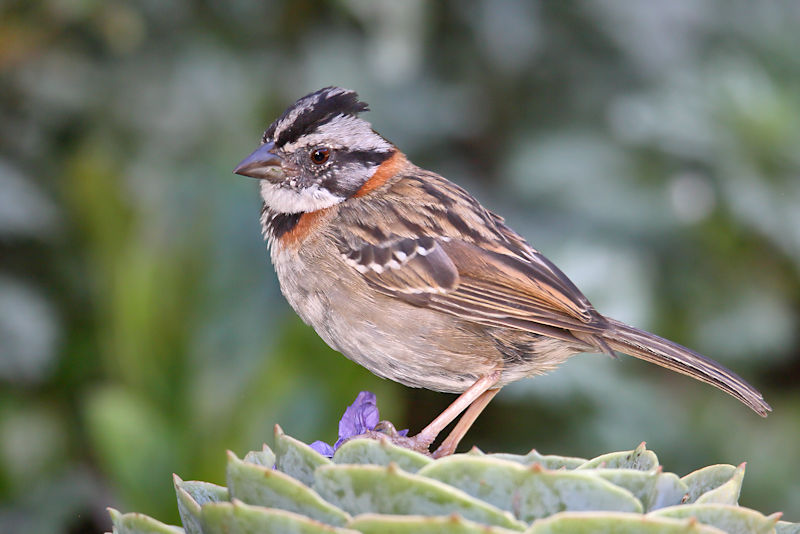 Rufous-collared Sparrow at La Savegra