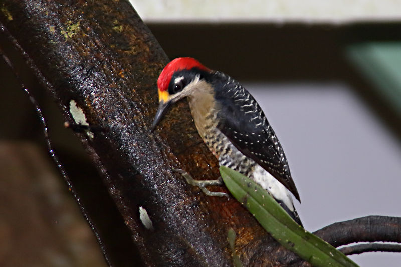 Black-cheeked Woodpecker at La Selva
