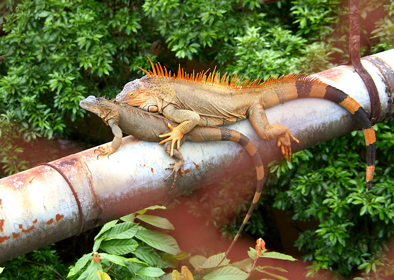 Green Iguana male and female, Muelle, Costa Rica