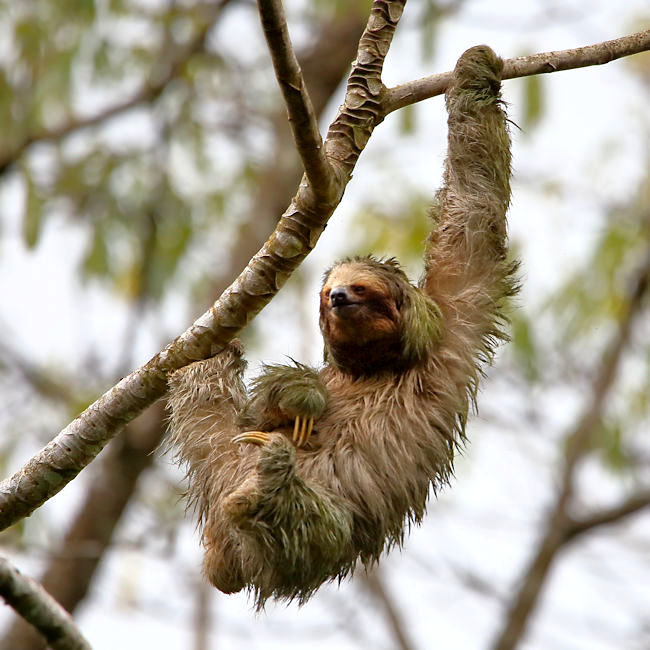 Brown-throated 3-toed Sloth, near Arenal, Costa Rica