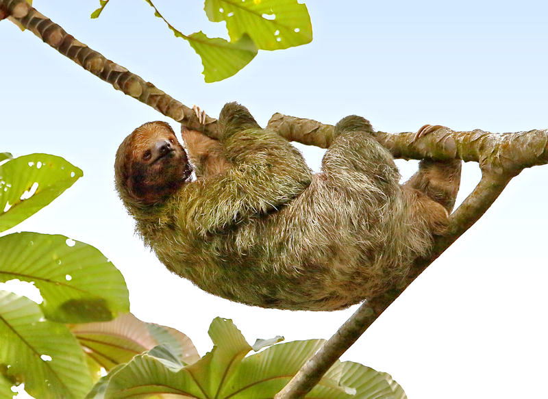 Brown-throated 3-toed Sloth, near Arenal, Costa Rica