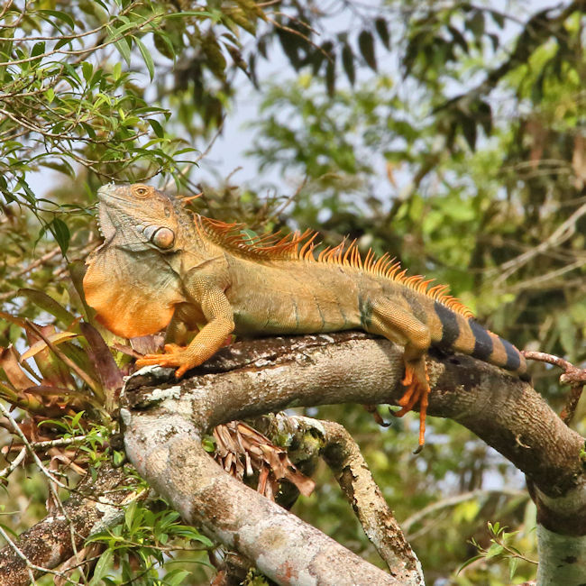 Green Iguana male, La Selva, Costa Rica