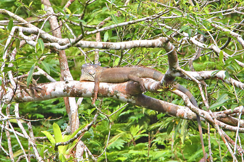 Green Iguana female, La Selva, Costa Rica