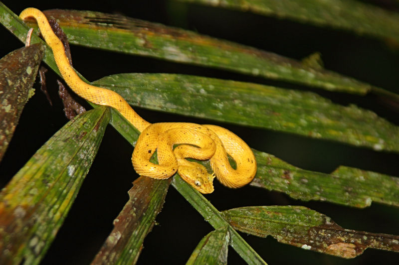 Eyelash Viper, La Selva, Costa Rica