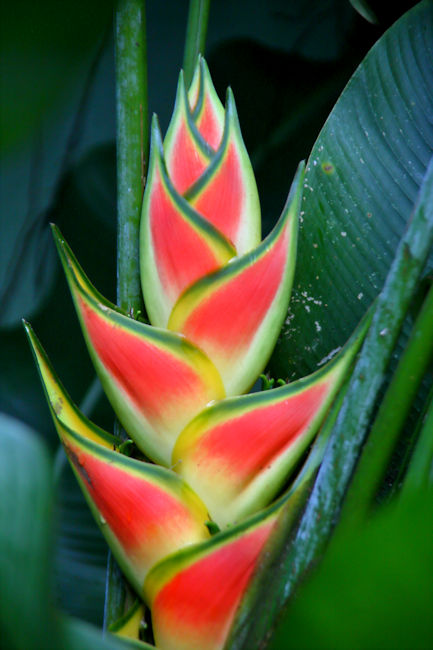 Heliconia, La Selva, Costa Rica