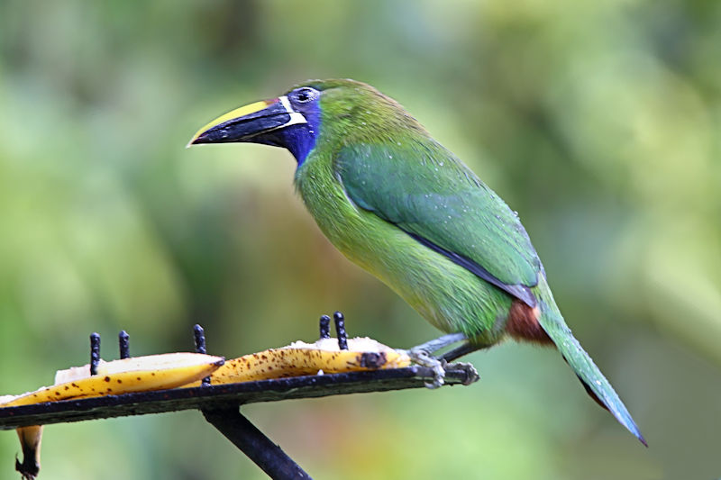 Blue-throated Toucanet at Monteverde