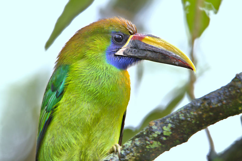 Blue-throated Toucanet, Monteverde, Costa Rica