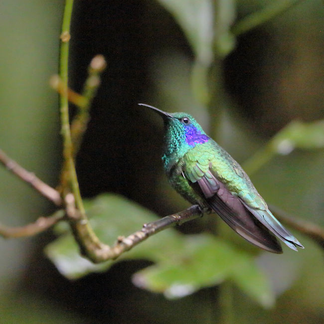 Green Violetear Hummingbird at Monteverde