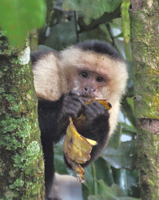 White-faced Capuchin at Monteverde