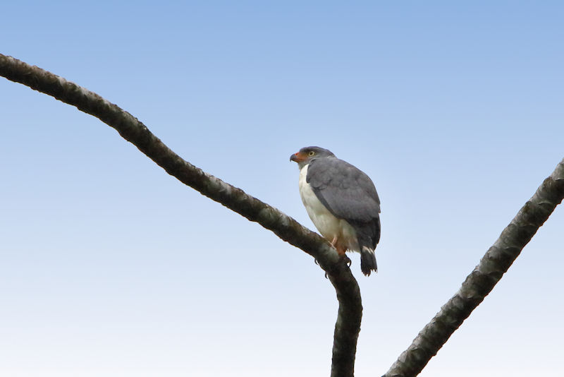 Semi-plumbeous Hawk at Monteverde