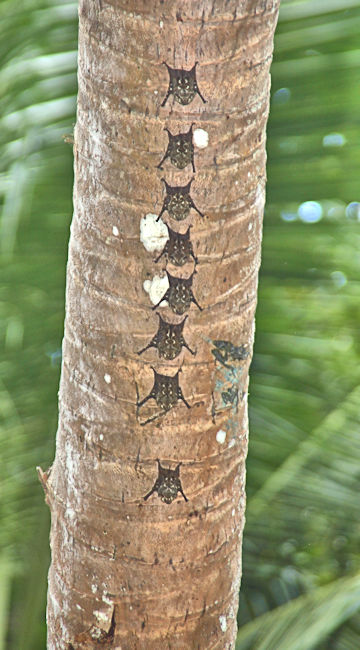 White-lined Bats, Quepos mangroves, Costa Rica