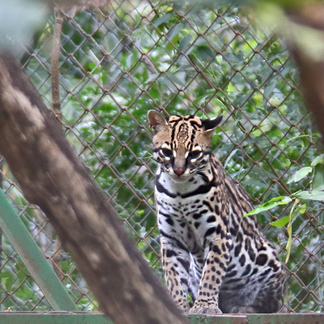 Ocelot, Centro de Rescate Las Pumas, Costa Rica