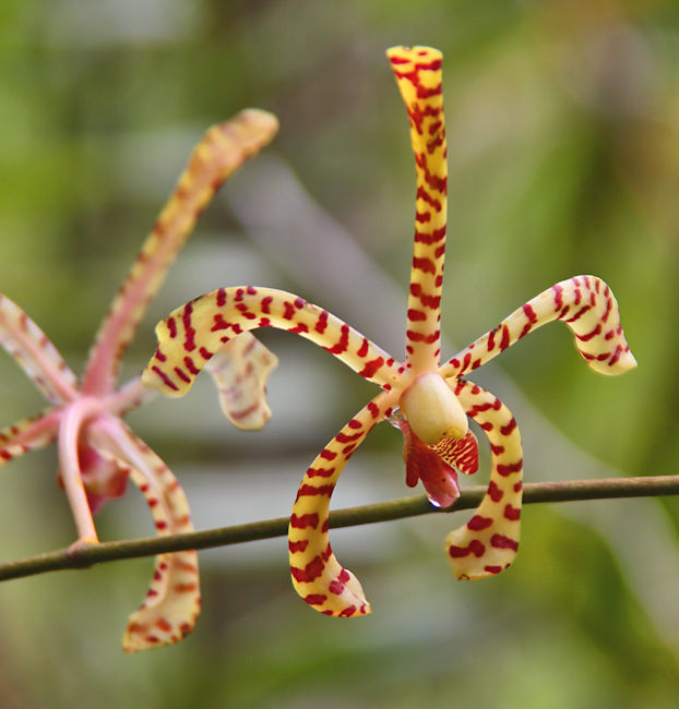 Orchid, Golfo Dulce Garden, Costa Rica