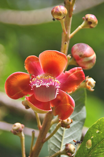Cannonball Tree flower, Golfo Dulce Garden, Costa Rica