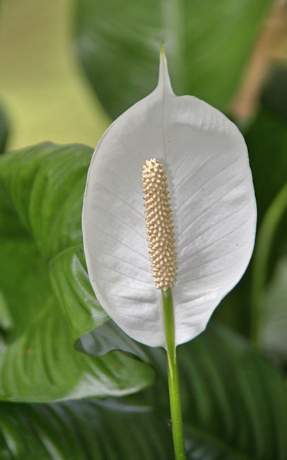 Peace Lily, Golfo Dulce Garden, Costa Rica