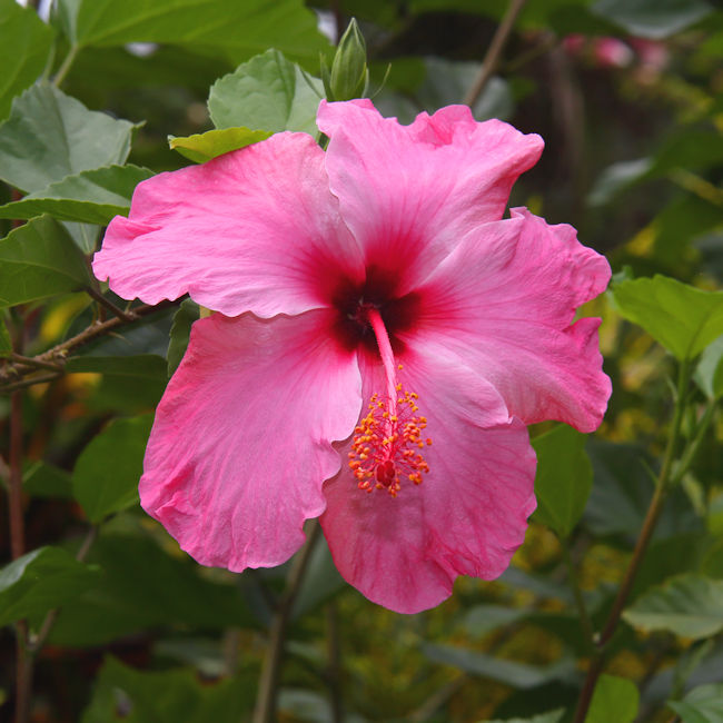 Hibiscus, Golfo Dulce Garden, Costa Rica