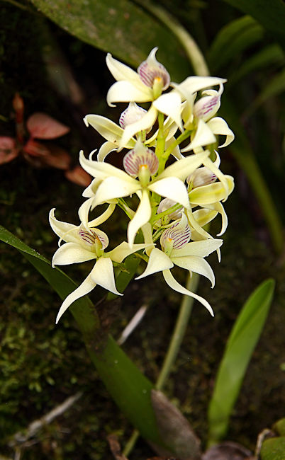 Orchids, Golfo Dulce Garden, Costa Rica