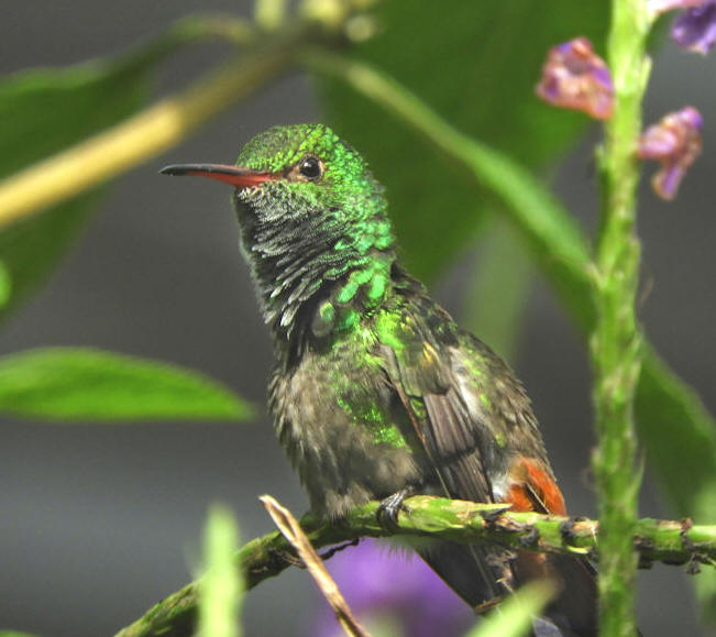 Rufus-tailed Hummingbird