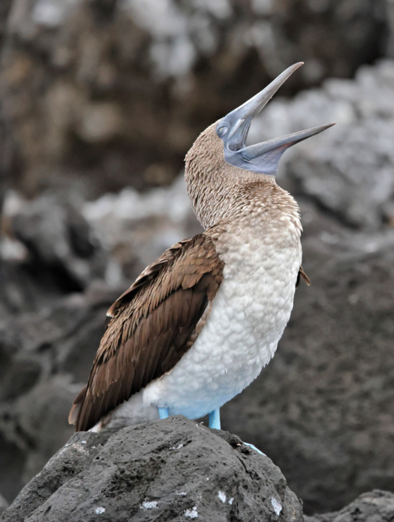 Blue-footed Booby, San Cristobal, Galapagos Islands