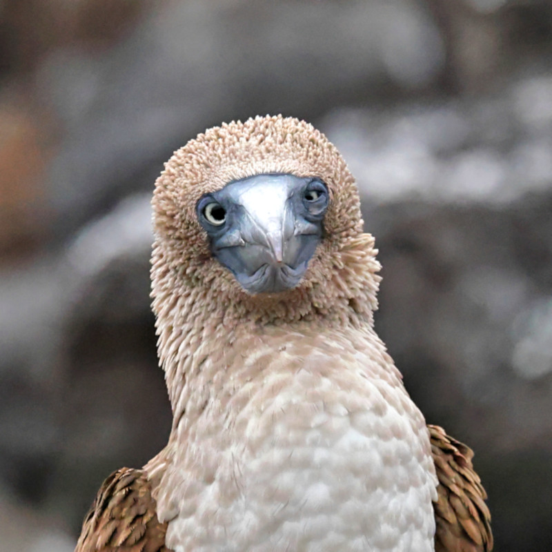 Blue-footed Booby, San Cristobal, Galapagos Islands