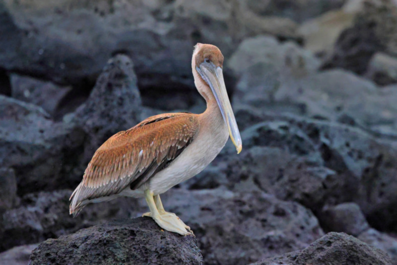 Galapagos Brown Pelican, San Cristobal, Galapagos Islands