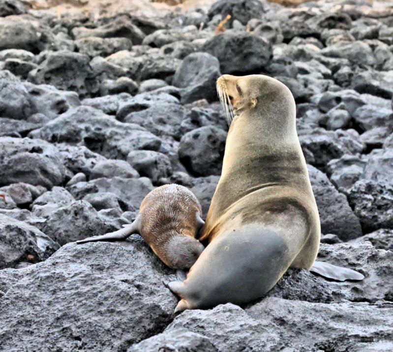 Galapagos Sea Lion, San Cristobal, Galapagos Islands