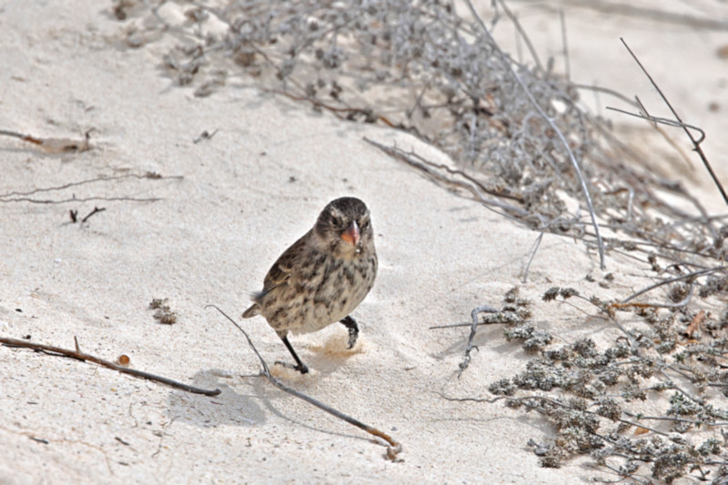 Medium Ground Finch, San Cristobal, Galapagos Islands