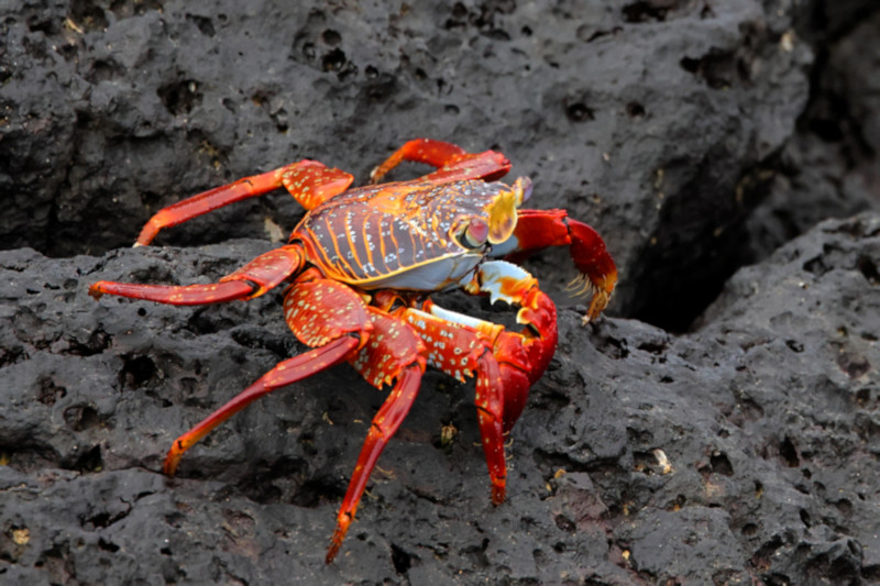 Sally Lightfoot Crab, San Cristobal, Galapagos Islands