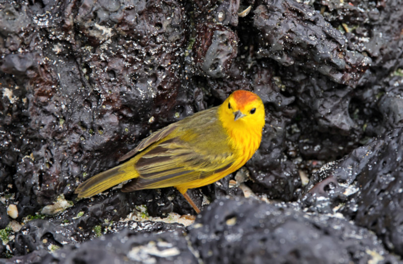 Yellow Warbler, San Cristobal, Galapagos Islands