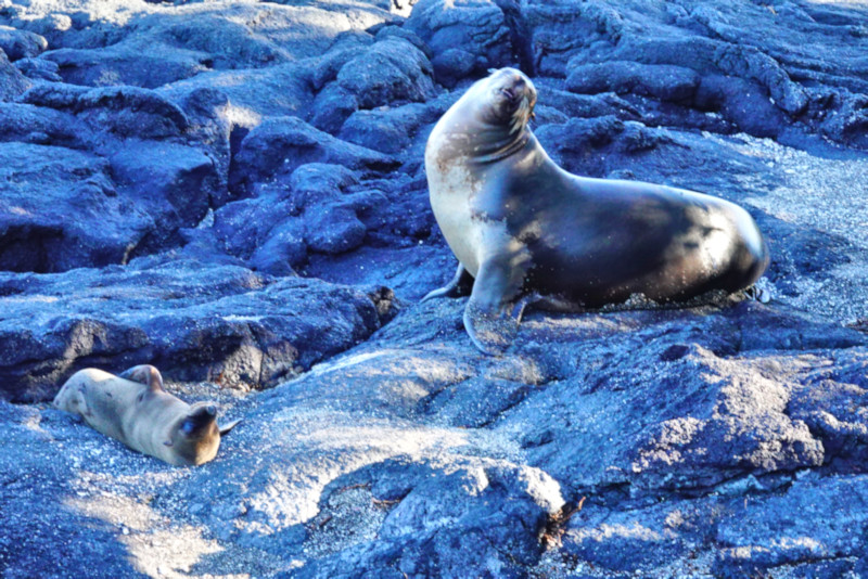 Fernandina Island, Galapagos